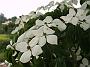 Cornus kousa var chinensis Weisse Fontaene